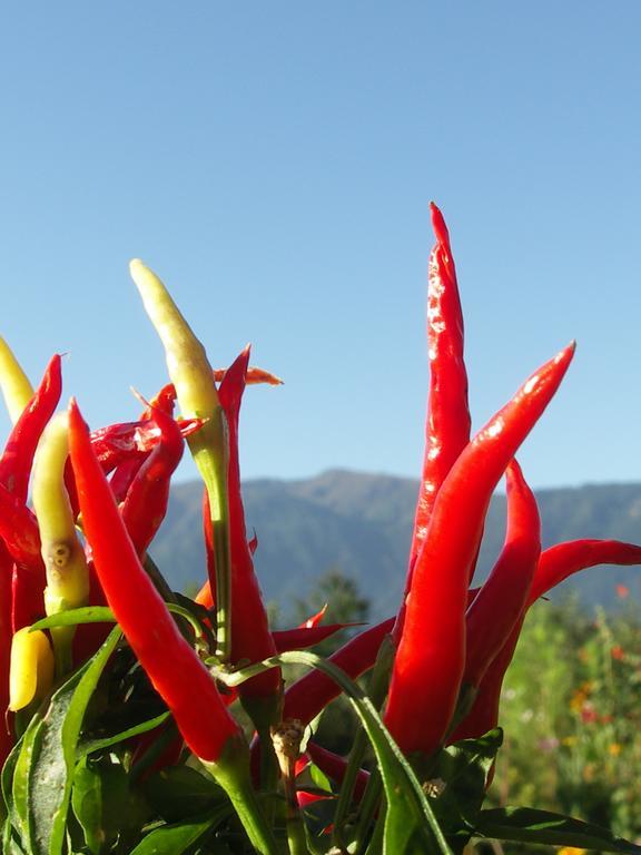 Ruhige Wohnung Mit Schoenem Eigengarten In Seeboden Am Millstaettersee 객실 사진