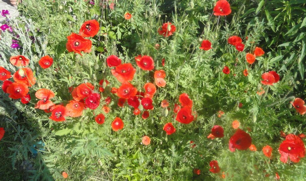 Ruhige Wohnung Mit Schoenem Eigengarten In Seeboden Am Millstaettersee 외부 사진